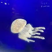 海月