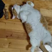 いっちゃん