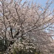 さくらの画像