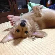 ルー