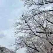 Sakura#の画像