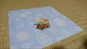 wの画像
