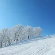 Buffaloの画像