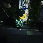 ラフコフの画像