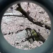 スー【即購入可】の画像