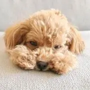 みみの画像