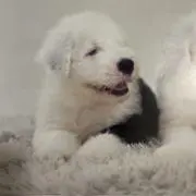 あべきなこの画像