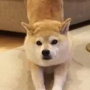 SHI-BAの画像