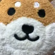 柴犬の画像