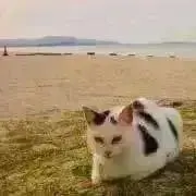 しまねこの画像