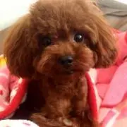 みーたんたんの画像