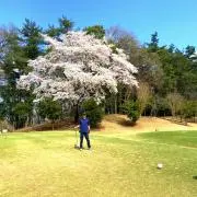 ジンジャーの画像