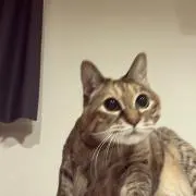 ぴの画像