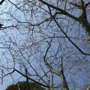 たこぱん