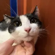 さくらの画像