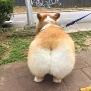 Renの画像