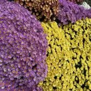 ディズニーの画像
