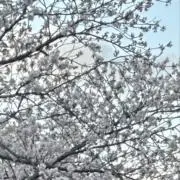 なのの画像