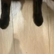 はまにゃんの画像