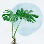 モンステラの画像
