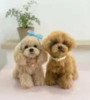 pupupetitの画像
