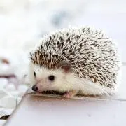 ふみの画像