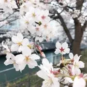 sakura