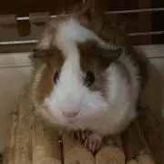 ケイティーの画像