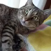 まゆゆまの画像