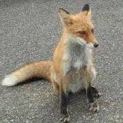 筍