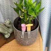 そうの画像