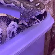 セジュ