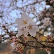 かぴまろの画像