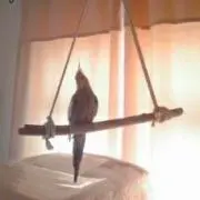 そらの画像