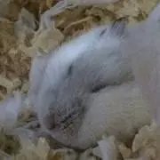 SUKEの画像
