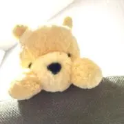 poohの画像