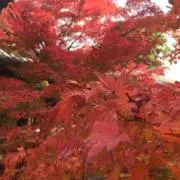 まっしーの画像