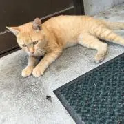 おもちの画像