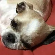 のすけ