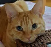 おたまの画像