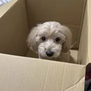 びび 説明欄必読の画像