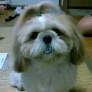 さお