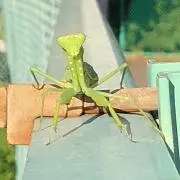 カマキリの画像