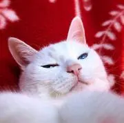 めるらいとの画像