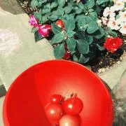 ぴょん