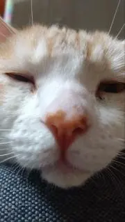 tnmtの画像