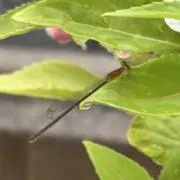 Sou!の画像