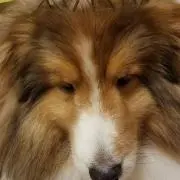 やぁや
