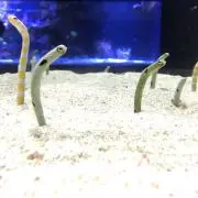 fishmanの画像