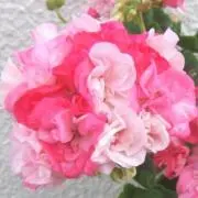 Cherry garden~✿の画像